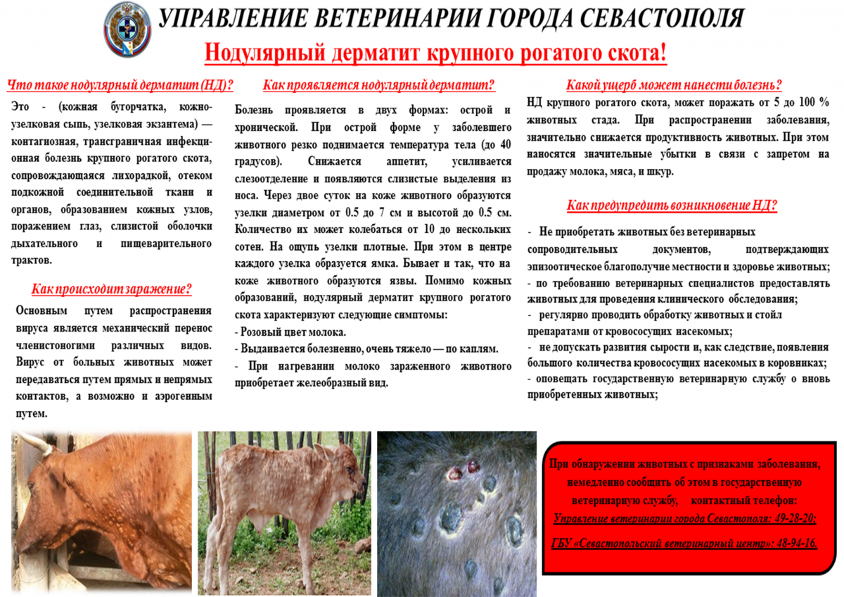 Бруцеллёз