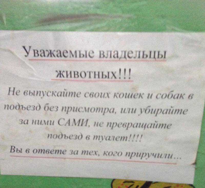 Как отвадить кошек вредить в саду? действенные и безопасные методы. фото — ботаничка