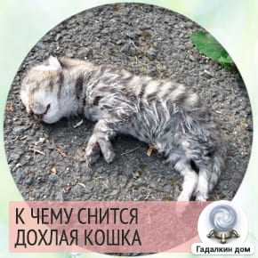 К чему снится смерть кошки - значение для девушки