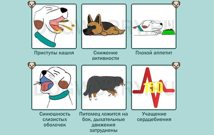 Астма у собак: симптомы, диагностика, лечение | блог ветклиники "беланта"