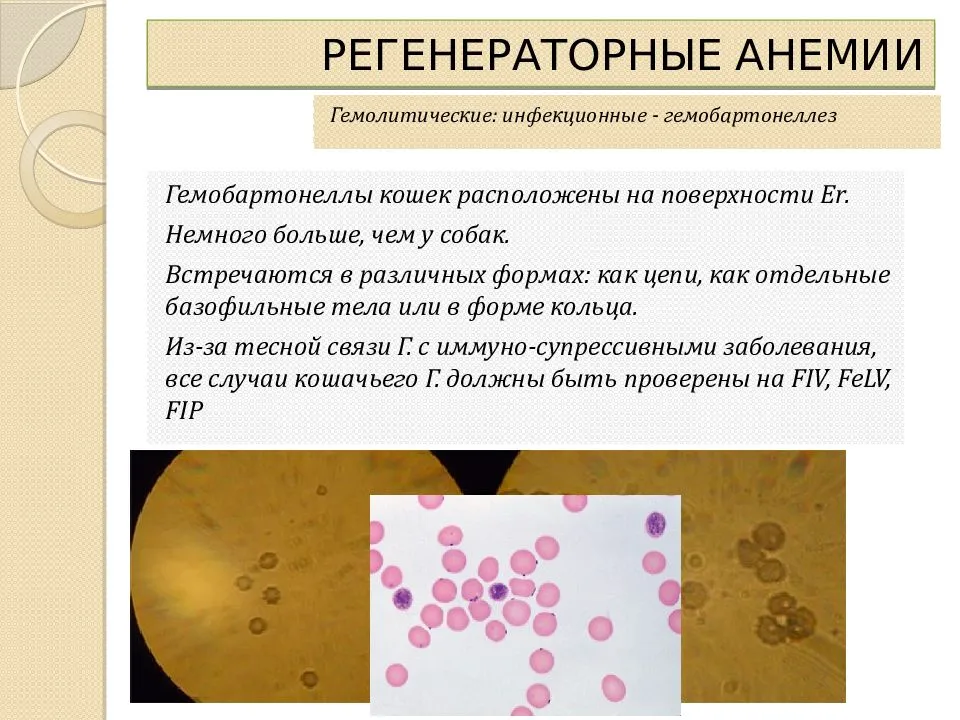 Гемобартонеллез кошек: раскрываем тайны загадочной инфекции