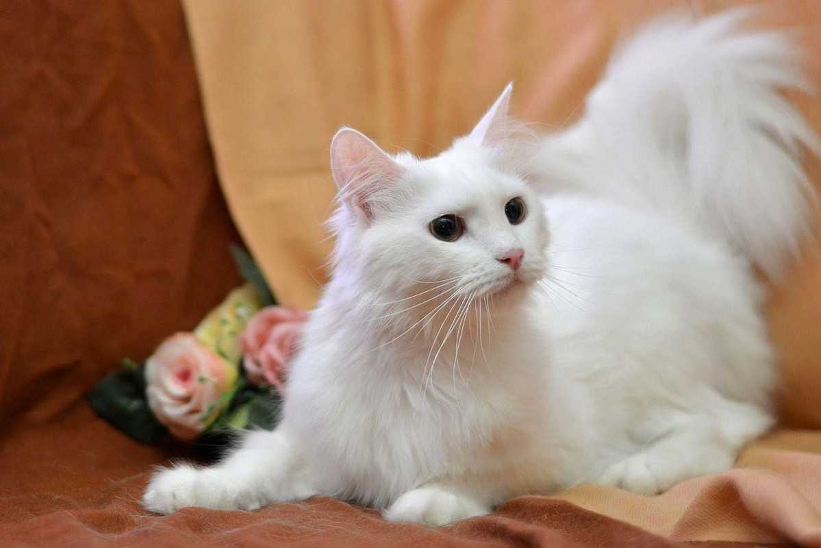 Ангарская кошка или турецкая ангора