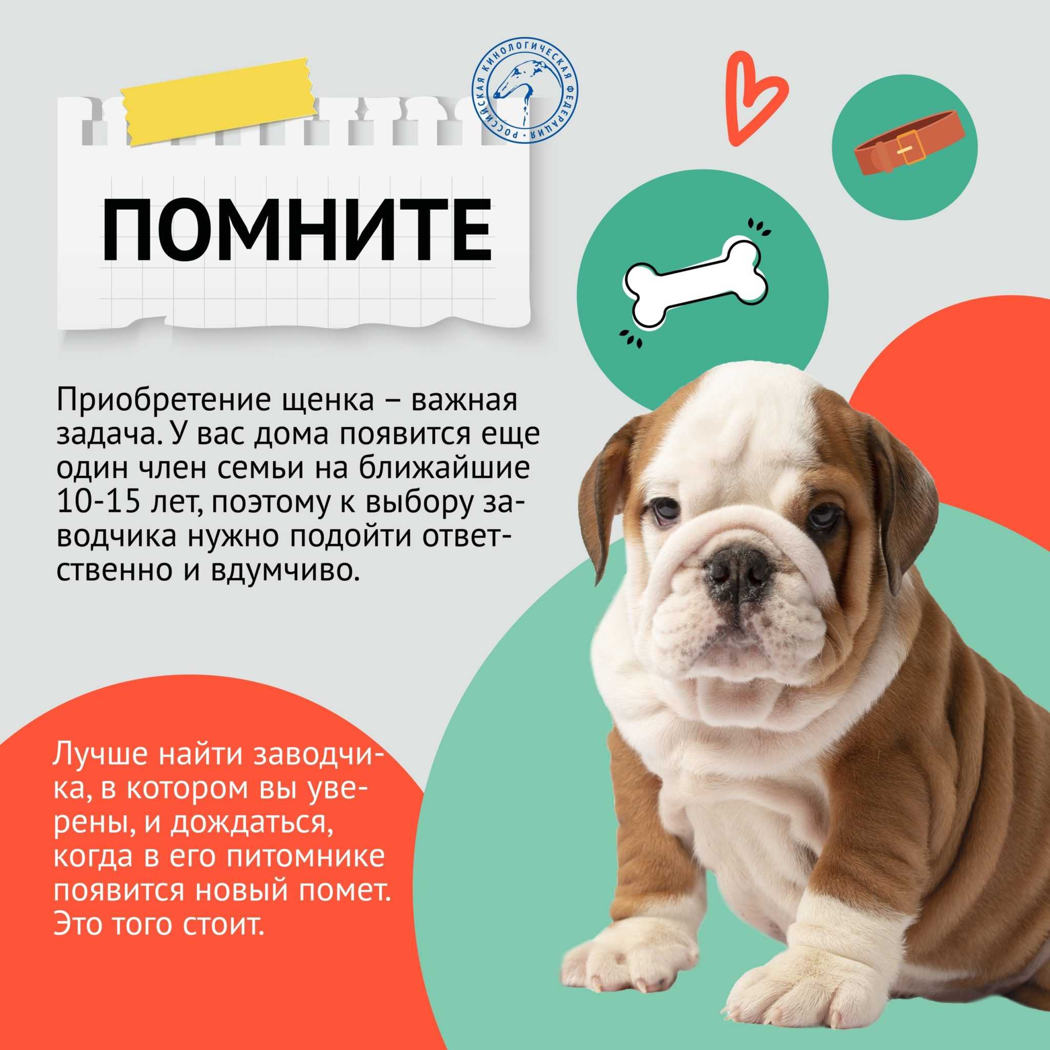 Собачий питомник: пошаговое руководство по открытию