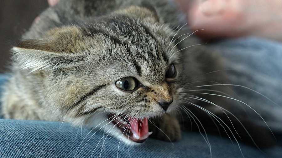 Почему котенок постоянно мяукает - возможные причины такого поведения, как успокоить малыша