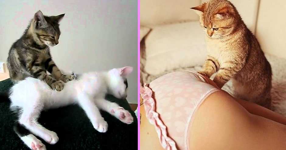 Переедание у кошек: симптомы и лечение