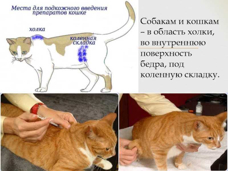 Постановка капельницы собаке: правила и пошаговая инструкция