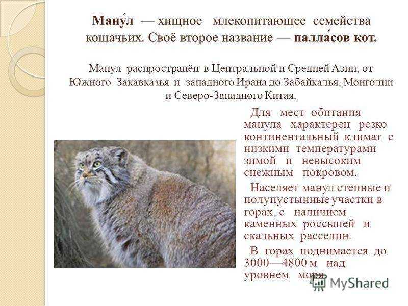 Вся правда о таинственном мануле — domovod.guru