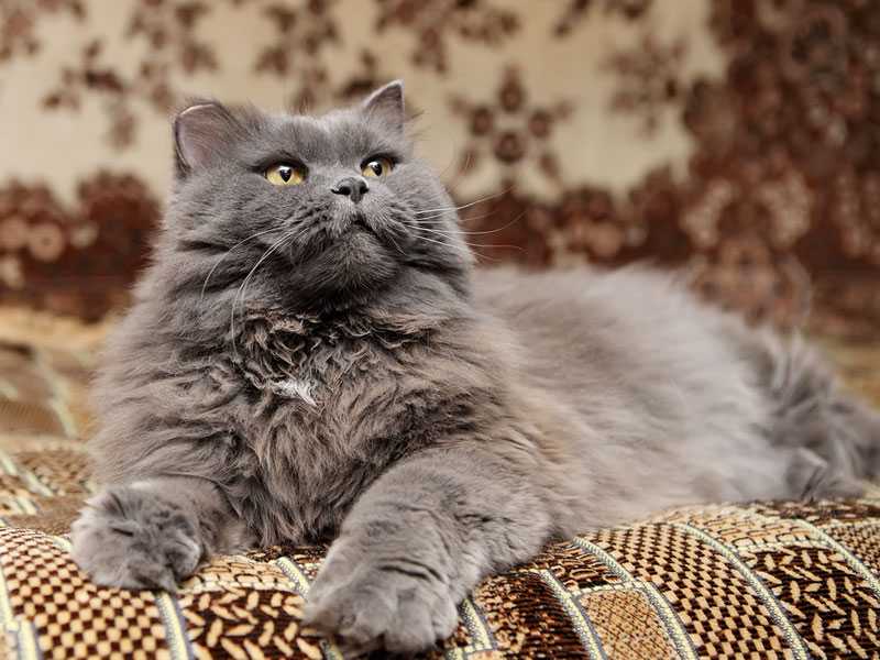 Британская длинношерстная кошка