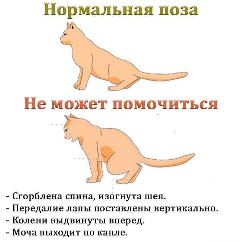Болезни котят: как понять и чем может заболеть ваш любимец