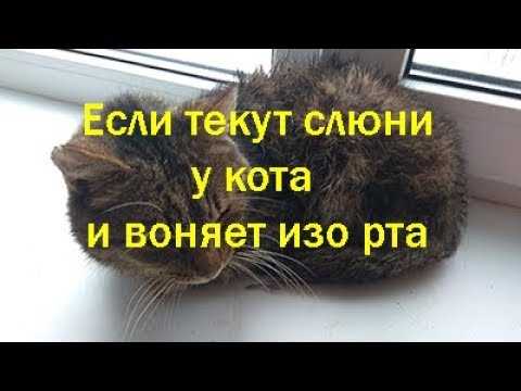 Гиперсаливация: почему у кота текут слюни изо рта
