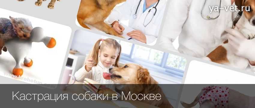 Кастрация и стерилизация собак: все за и против, особенности проведения процедуры и рекомендуемый возраст