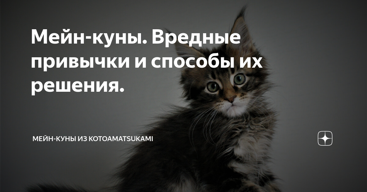 Почему кошка мяукает без видимой причины