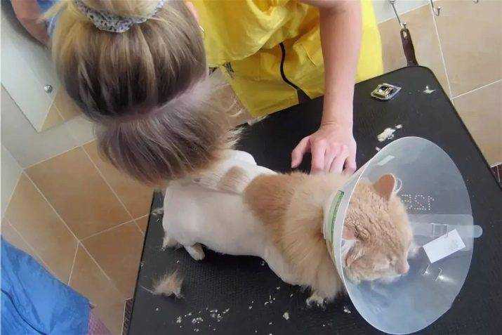 Стрижка кошек и котов: описание процесса, примеры стрижек