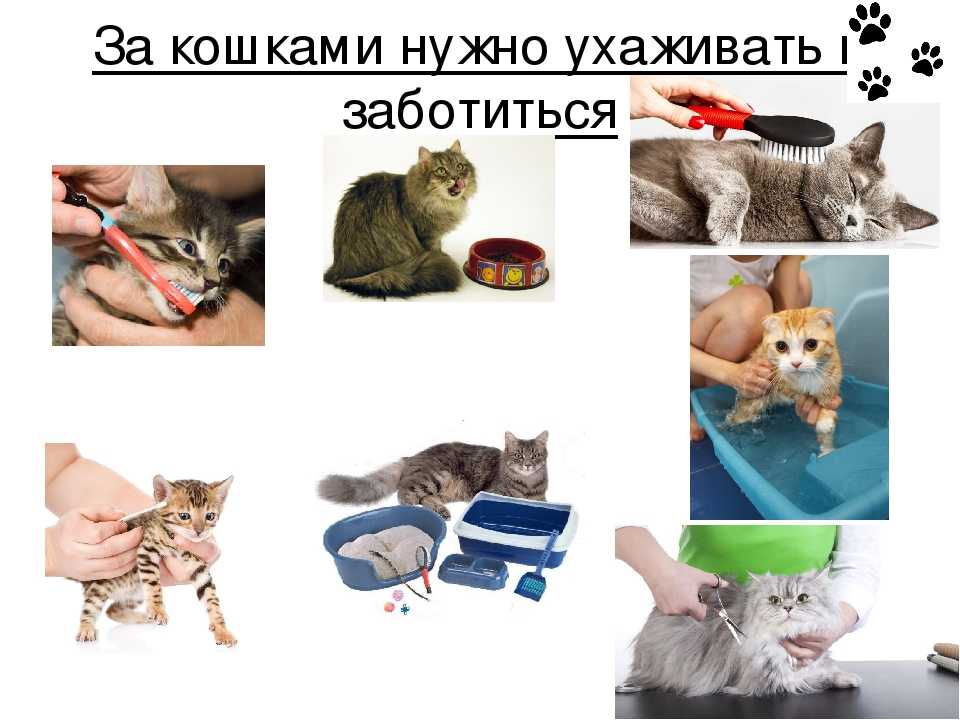Уход за шерстью кошки