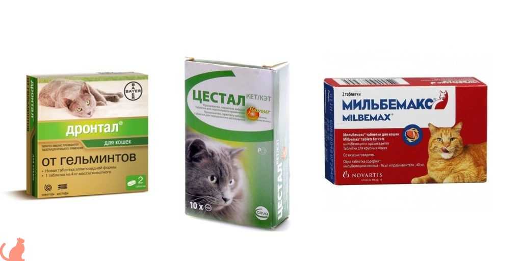 Лучшие препараты от глистов у кошек и котов