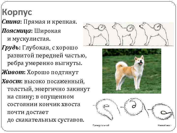 Породы собак: акита-ину