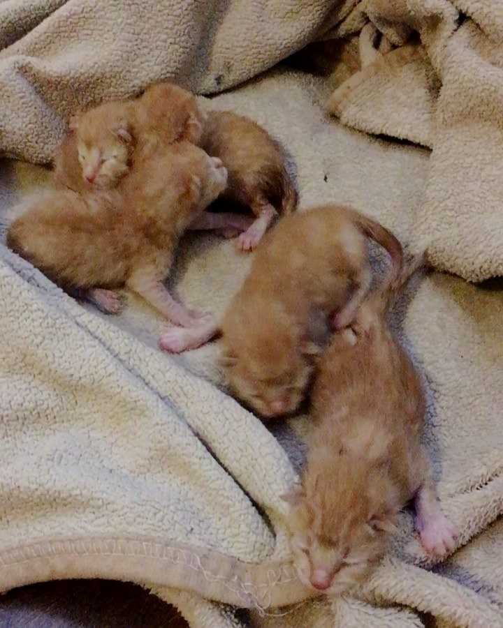 Когда котята открывают глаза