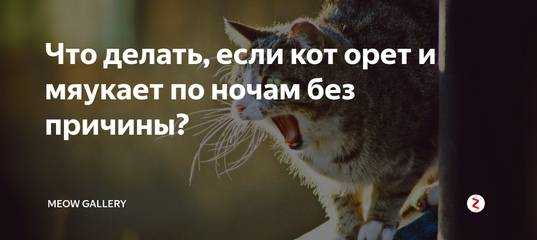Кот орет без причины — что это может быть? | кот и кошка