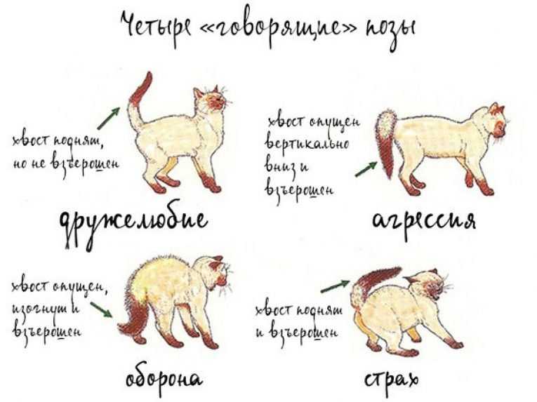 Кот нападает царапается и кусается, что делать?