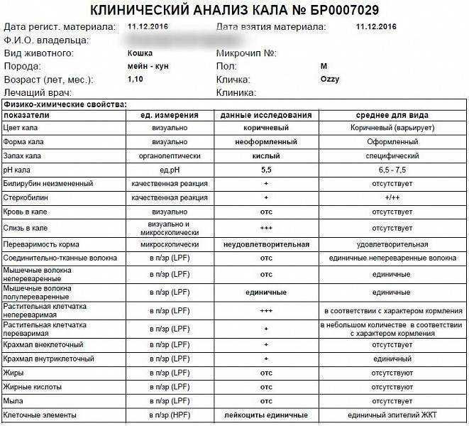 Анализ кала у кошки: правила сбора и расшифровка результатов | ваши питомцы
