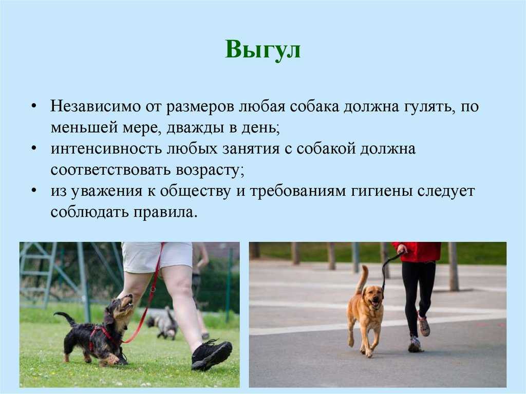 Когда можно начинать гулять с щенком (со скольки месяцев)?