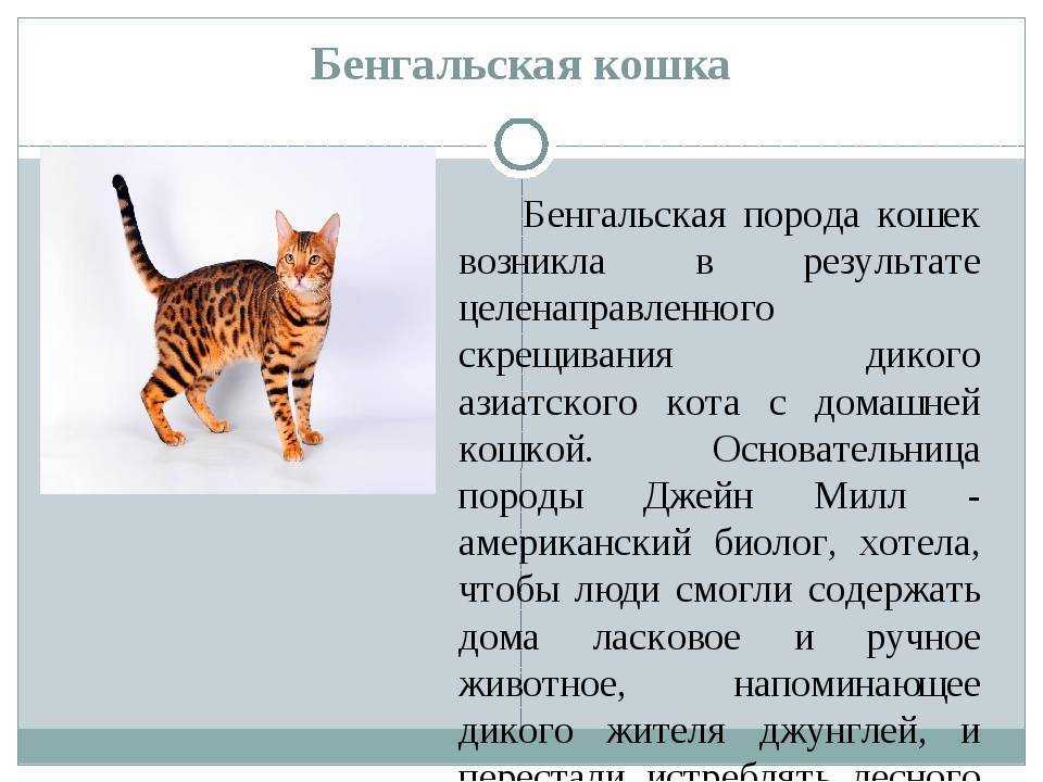 Болезни британских кошек - перечень недугов, симптомы, лечение