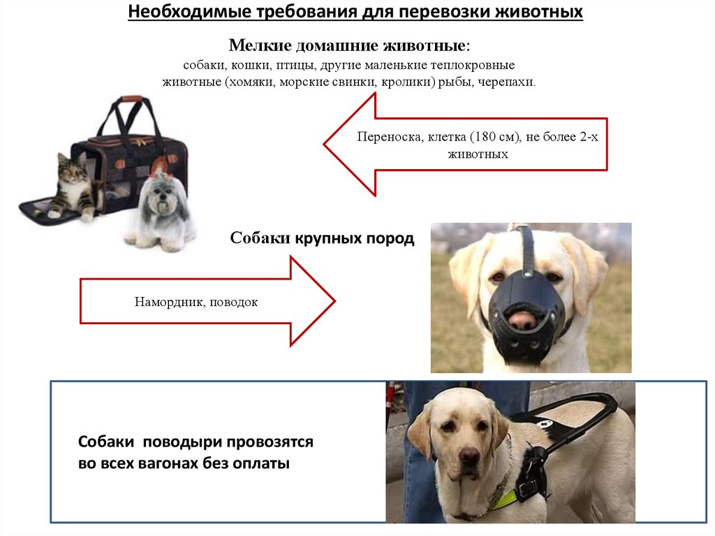 Правила перевозки собак в метро