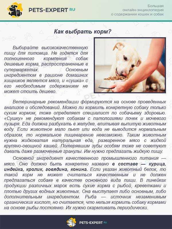 Можно ли кошкам собачий корм