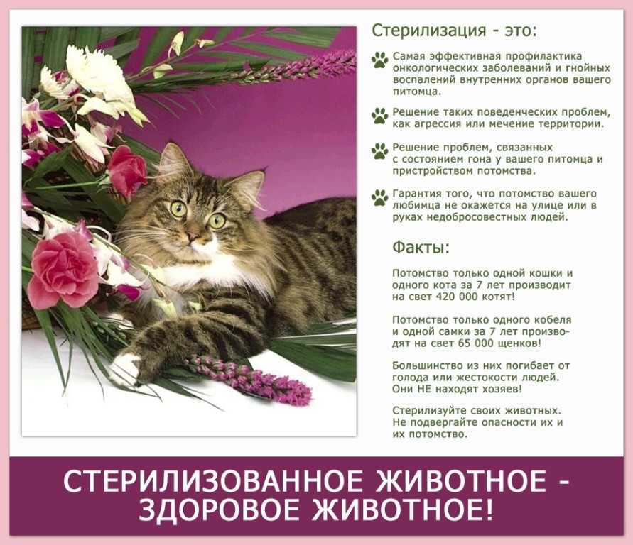 Стерилизовать кошку после родов когда можно: сроки, особенности