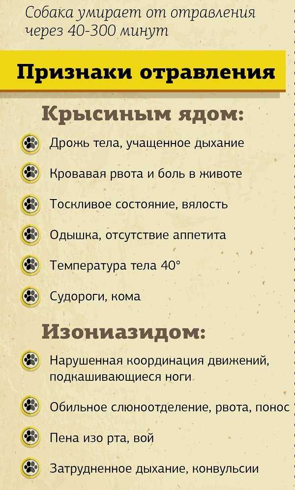 Может ли кот отравиться отравой для мышей - ekzemat