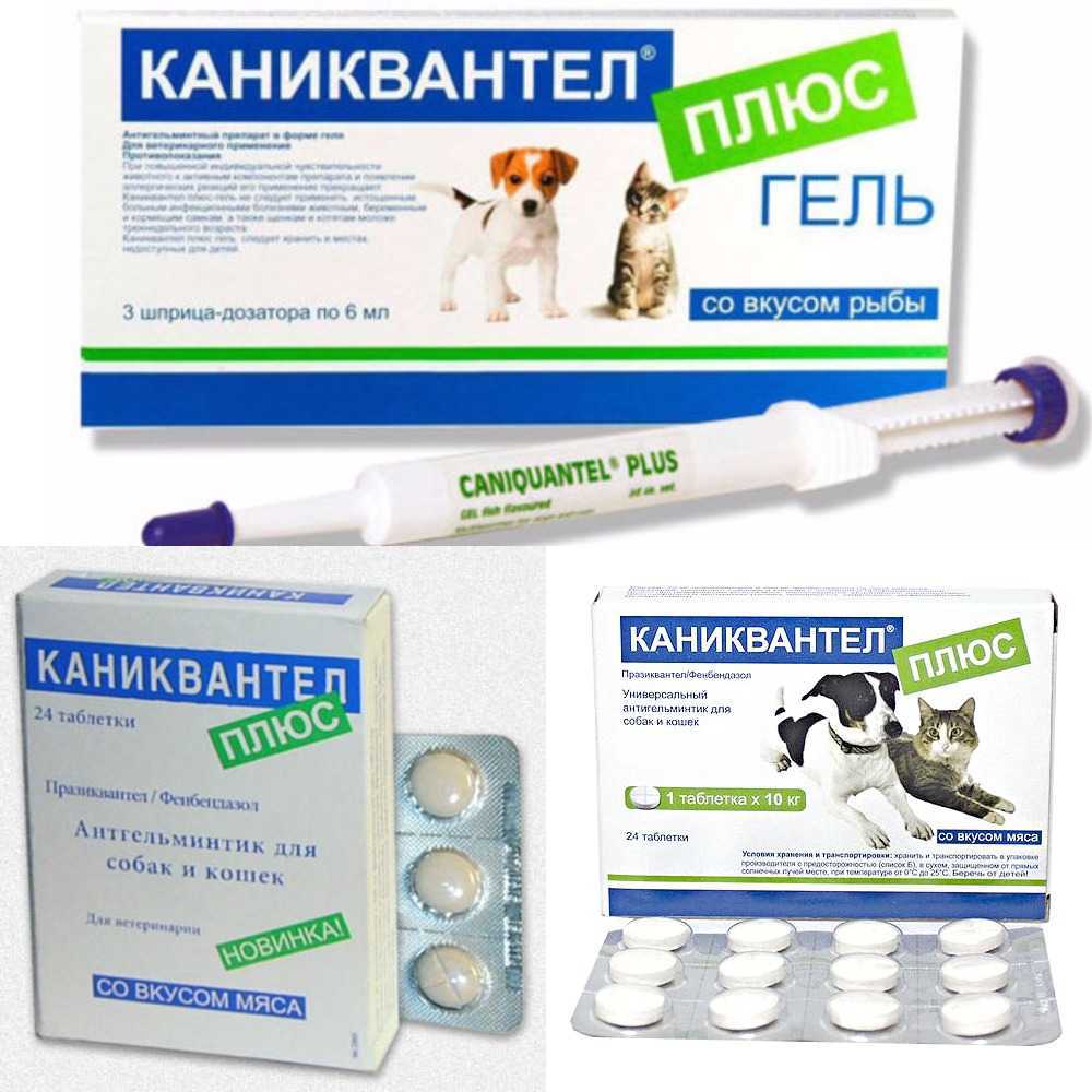 Каниквантел для собак: причины назначения, дозировка, рекомендации ветеринара по использованию - kupipet.ru