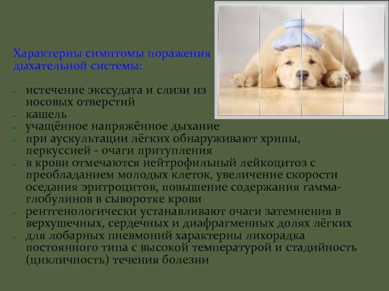 Лечим одышку у собаки: причины появления одышки в спокойном состоянии