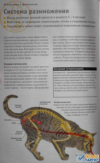 Когда у кошки начинается половозрелый возраст. что делать хозяевам во время полового созревания? половое созревание у котов