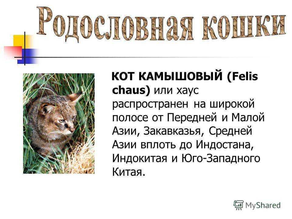 Домашний камышовый кот: характер породы, много фото