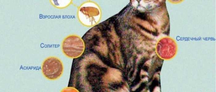 🐈лучшие лекарства от паразитов для кошек на 2024 год