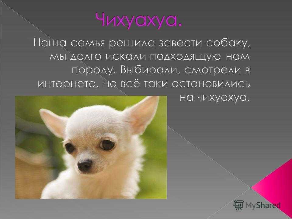 Чихуахуа – декоративная порода собак | dogkind.ru