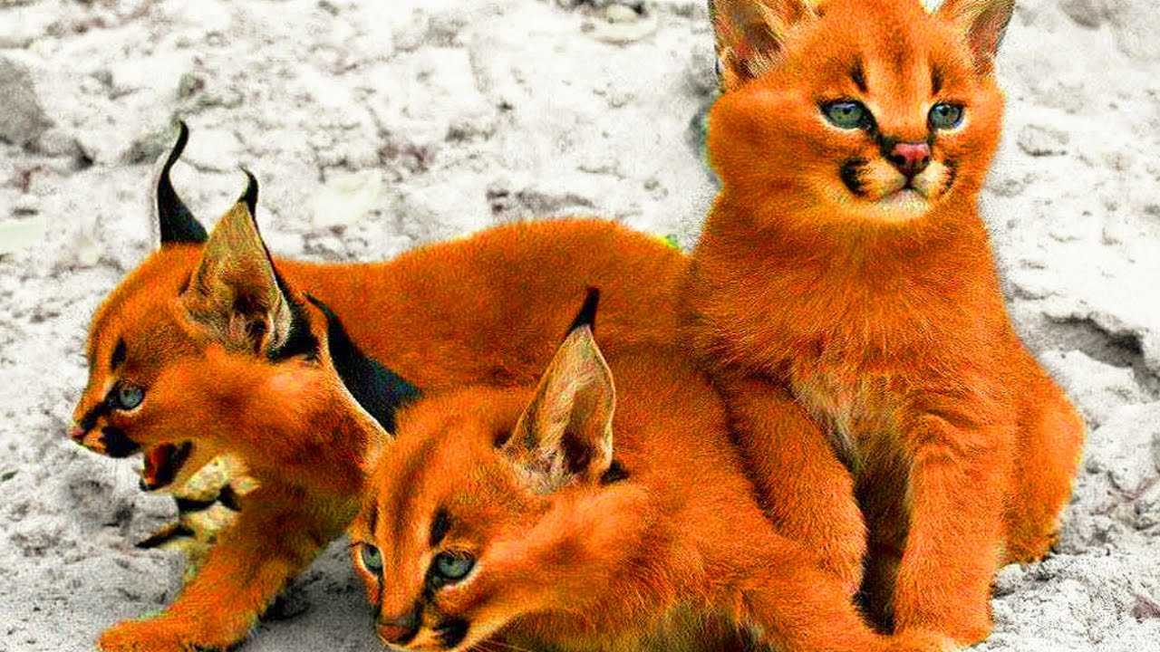 Амурский лесной кот: описание, образ жизни и статус популяции