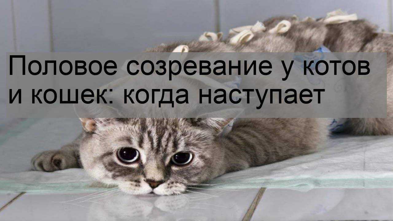 Восстановление кобеля после кастрации: как ухаживать за питомцем после операции