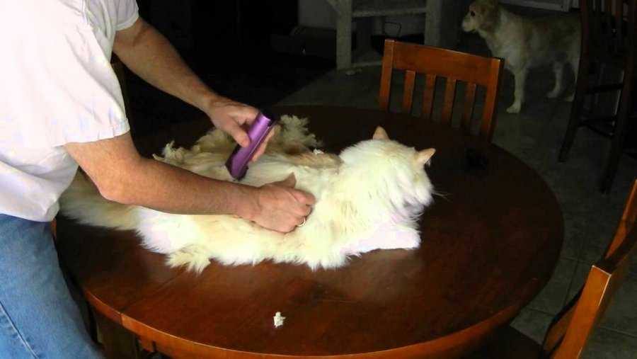 Длинношёрстные кошки. секреты ухода