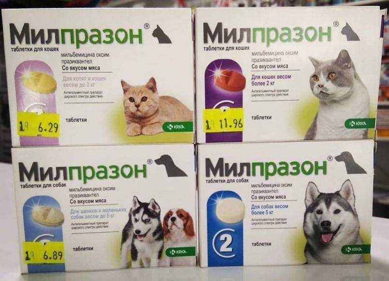 Милпразон для кошек: инструкция по применению, показания и противопоказания_ | wwwcat.ru