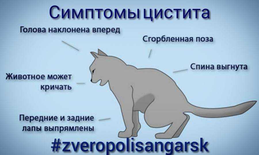 Гастрит у кошек: симптомы, лечение - zoosecrets