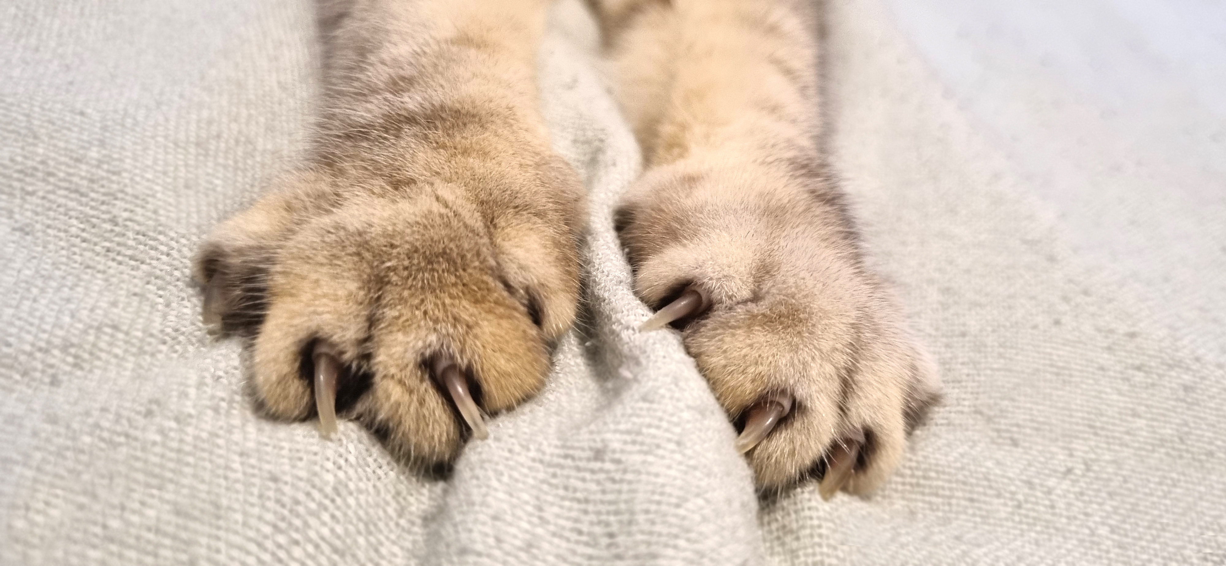 Почему кошка топчет вас лапками?