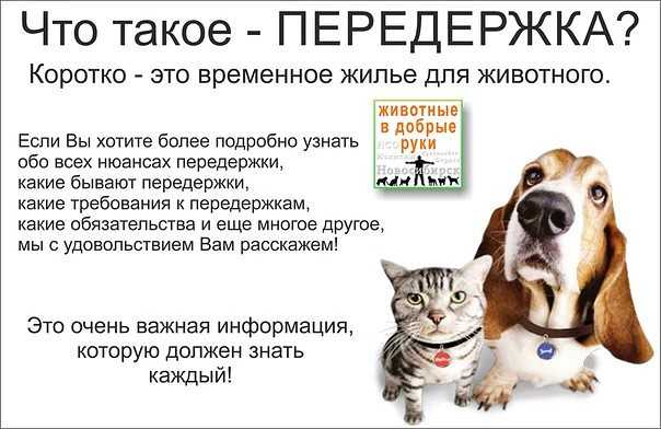 Передержка собак в домашних условиях