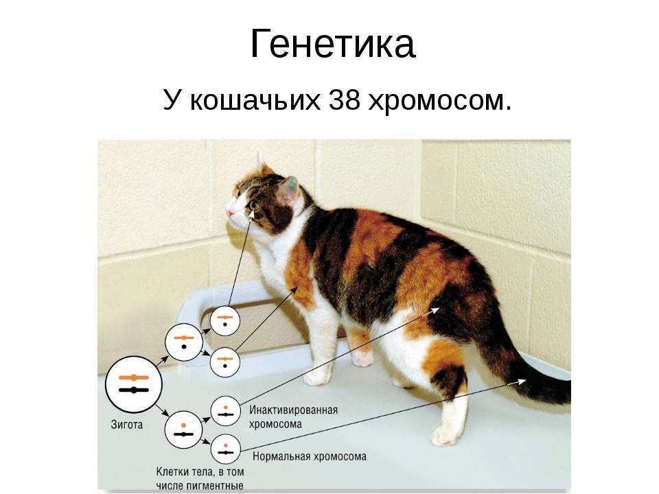 Цвет слизистых у кошек фото
