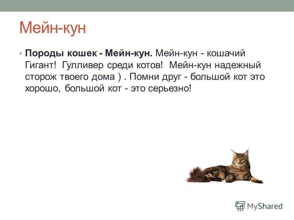 Мейн кун: описание породы, характер, отзывы владельцев