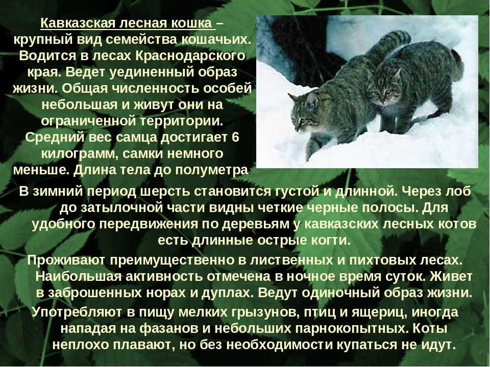Кавказский лесной кот интересные факты. дикий лесной кот – это не рысь, а предок наших домашних кошек! | интересные факты