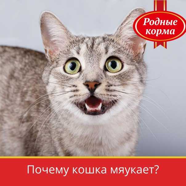 Котенок постоянно мяукает, жалобно пищит без причины: что делать, как успокоить