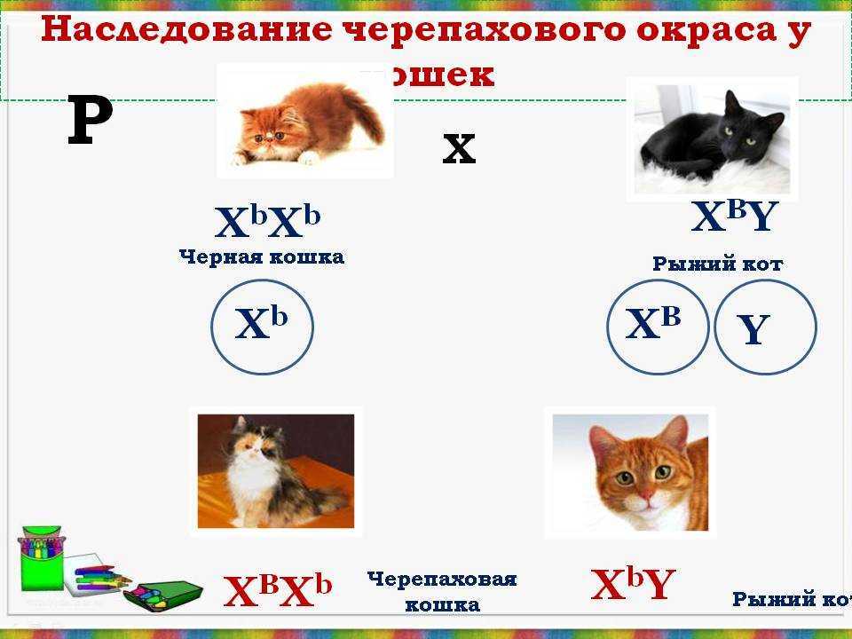 Сколько хромосом у кошек в сомантических клетках и яйцеклетках (здоровые и с синдромом дауна) | beauty-line14a.ru