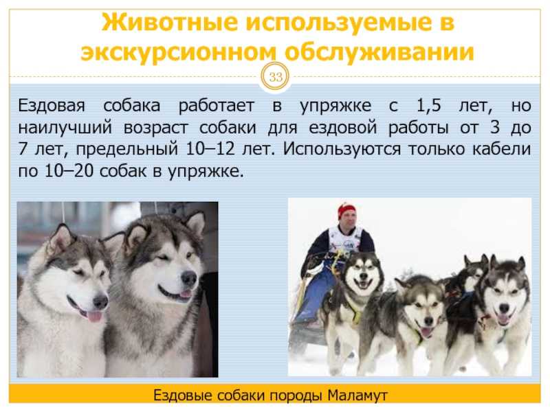 Породы собак для ездового спорта