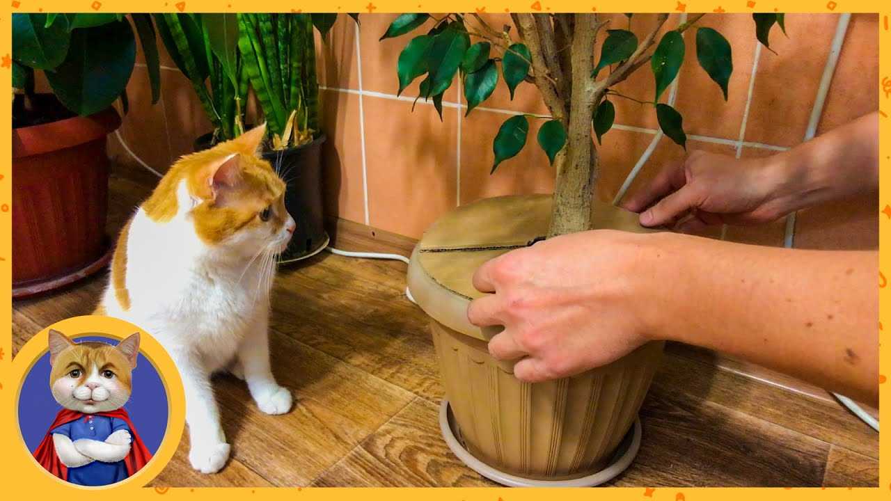 6 способов отучить любимца есть цветы и горшечные растения
